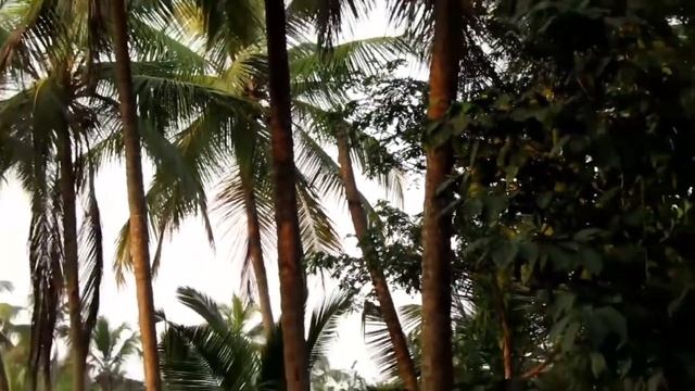 Canon Powershot SX430 Zoom Test Compilation - Kuttikkol River (India) смотреть онлайн