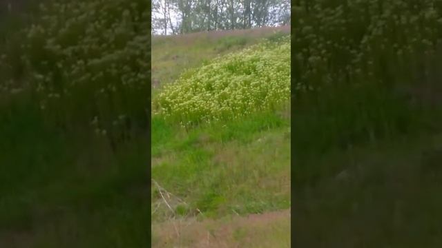 Растение цветёт белыми цветами, издалека похоже на снег! Часть 2 смотреть онлайн