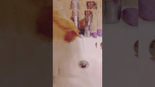 Мой кот том смотреть онлайн