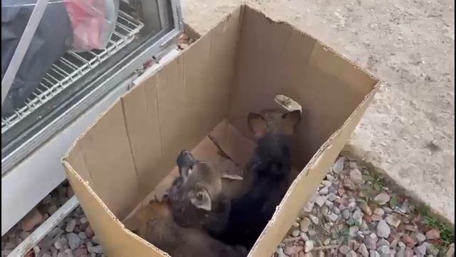 Чей нос торчит из коробки? Whose nose is sticking out of the box? смотреть онлайн