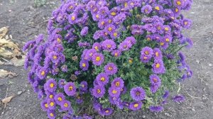 Астра новобельгийская. Самый беспроблемный многолетник!