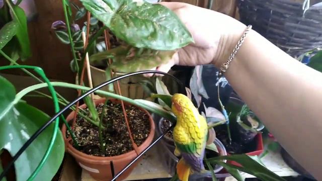 Обзор цветов на балконе🥰🍓 смотреть онлайн