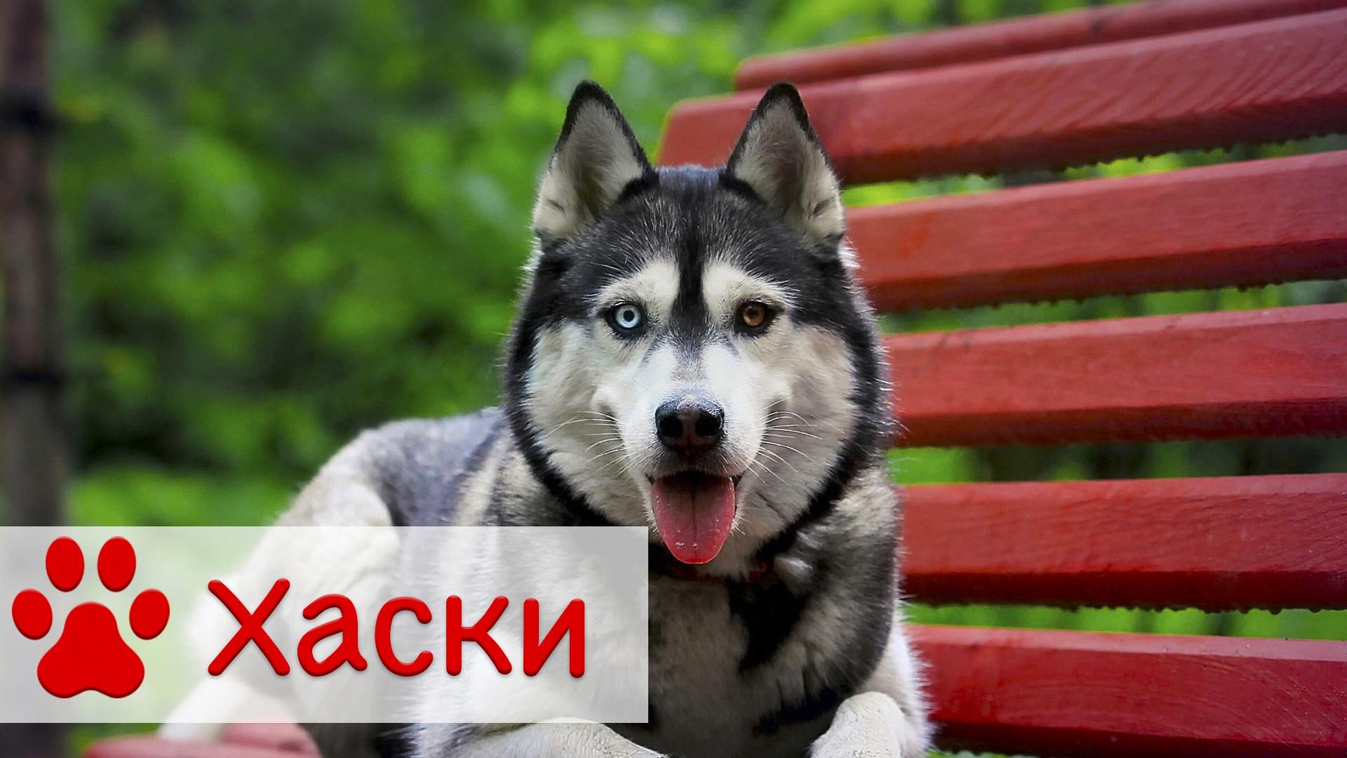 Сибирский хаски - добрая собака с Аляски смотреть онлайн