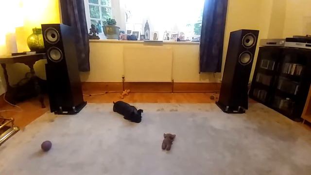 Pro-Ject DC Esprit SB | Goldring 1042 | Schiit Mani смотреть онлайн