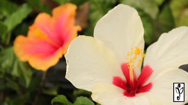 Hibiscus смотреть онлайн