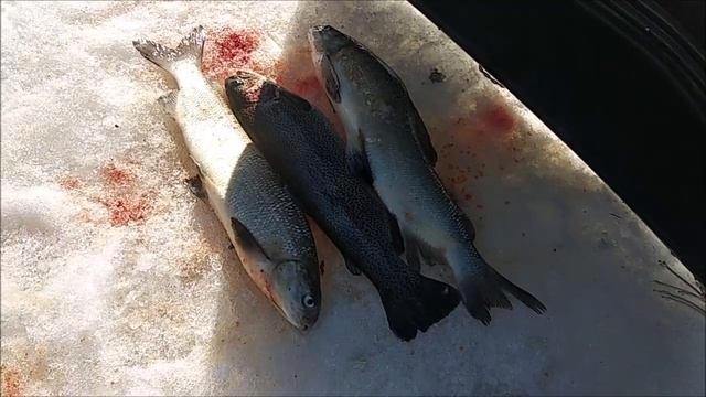 На Нижнем активизировался сиг. Клёвое место Лосины остров. смотреть онлайн