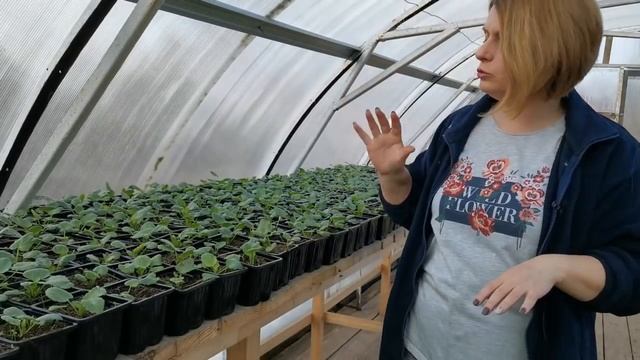 Виола из семян. Тонкости выращивания смотреть онлайн