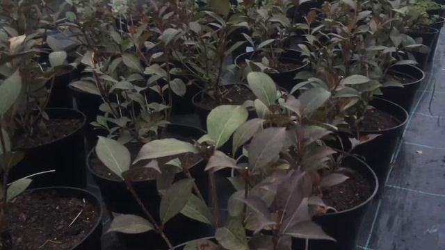 Вейгела Нана Пурпурея купить в интернет-магазине Hoga.ru смотреть онлайн