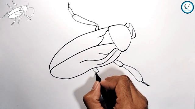 How to Draw Cockroach easy drawing смотреть онлайн