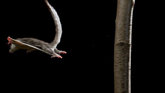 Sugar Glider in Slow Motion | Slow Motion Wild Animals | Love Nature смотреть онлайн