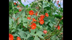 КВАМОКЛИТ  (QUAMOCLIT)  сем. Вьюнковые