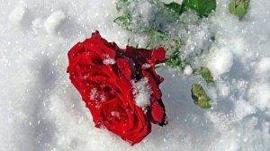 Футаж. Цветы на снегу 43