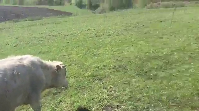 Продажа бычков на откорм WhatsApp 89656176005 смотреть онлайн