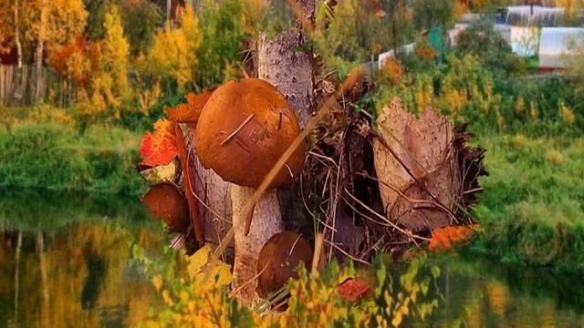 грибочки в корзинке смотреть онлайн