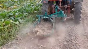 самодельная картофелекапалка (утиный хвост)  8 сентября 2022 г.