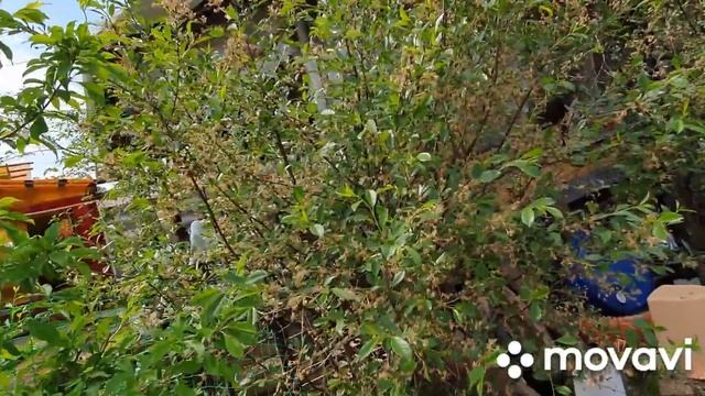 #Н-Тагил?Еду в гости в Лаю. Встреча с одноклассницей Еленой!? смотреть онлайн