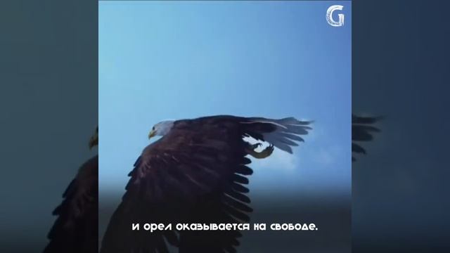 Единстыенная птица, которая осмелится клюнуть орла -это ворона смотреть онлайн