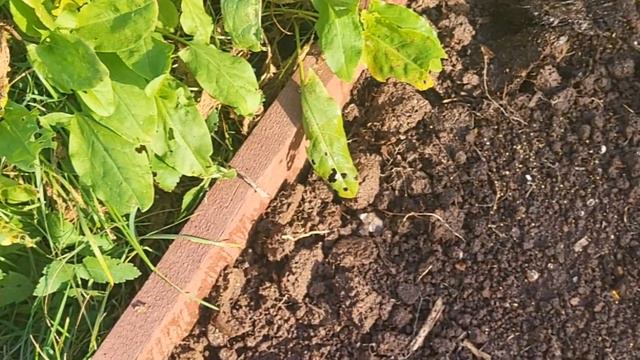 БЕЗУХОДНЫЕ ТОМАТЫ//СОБИРАЮ УРОЖАЙ И СЕМЕНА НА БУДУЩИЙ ГОД//ПОДГОТОВКА ГРЯДОК смотреть онлайн