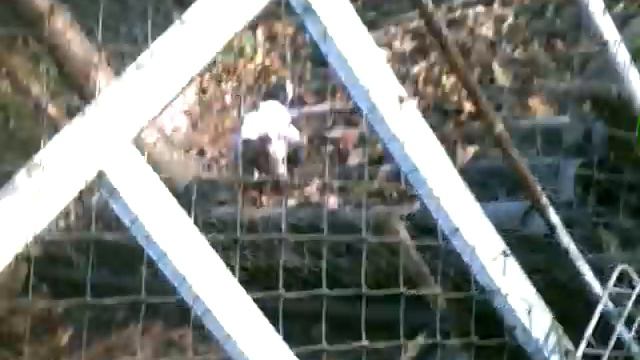 Щенки курцхаара Винница-2 смотреть онлайн