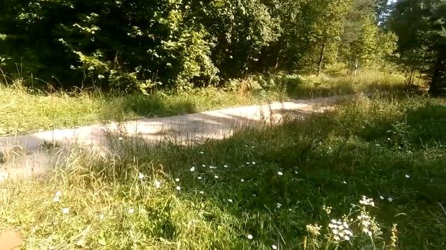 Перламутровка большая лесная,лимонницы, толстоголовка и шмель. смотреть онлайн