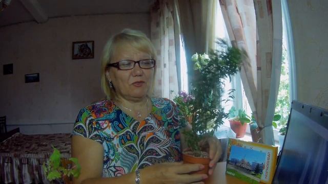 Подарок. Посылка из Вологды. Желанные растюхи. смотреть онлайн