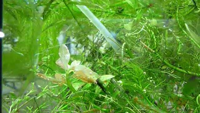 Растения выделяют кислород. Аквариум. Водоросли. смотреть онлайн