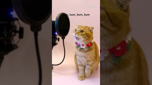 чипи чипи чапа чапа. смотреть онлайн