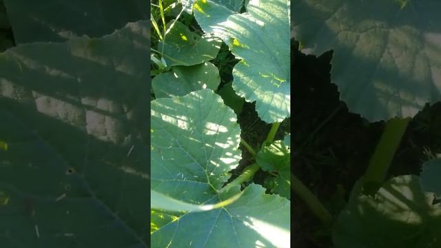 Шестое растение кабачка сорта Грибовский 37 Двенадцатого Июля смотреть онлайн