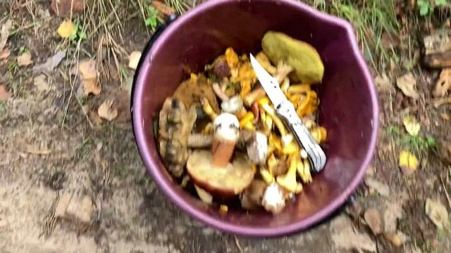 Грибалка в Ленинградской области. смотреть онлайн