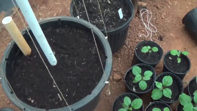 Malabar spinach with trellis смотреть онлайн