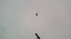 Николаевские голуби Донецкого направления у Олега, часть 2.