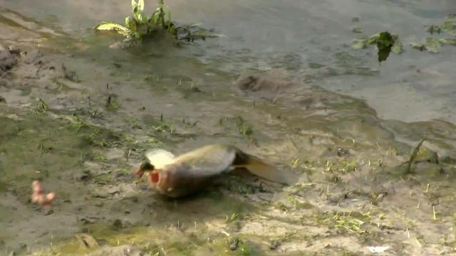 Фидерная рыбалка на реке Хопёр. Карась и подуст на жирного выползка. смотреть онлайн