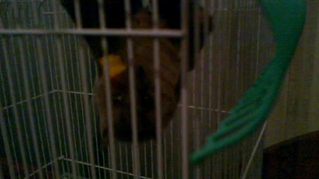 Фрюша и апельсин