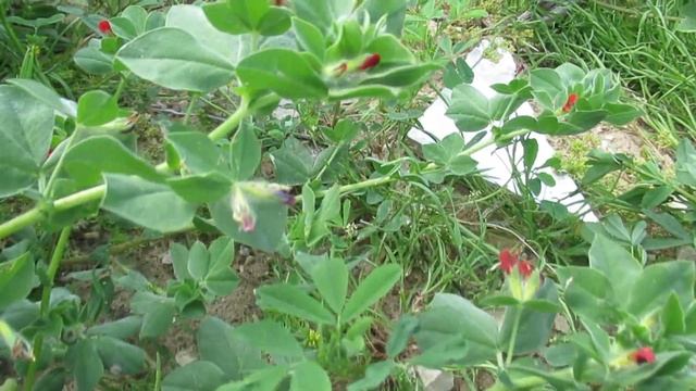 Tetragonolobus Palaestinus – Четырёхкрыльник палестинский.Кирьят-Ям.Израиль.Kiryat-Yam .Israel.