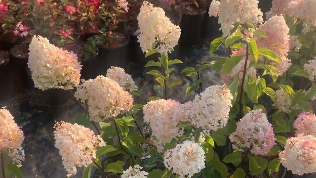 Даймонд руж и сильвер доллар, сравнение осеннего цветения! Лучшие метельчатые гортензии! смотреть онлайн