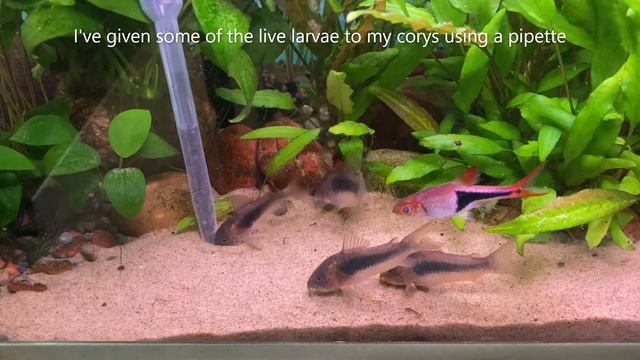 How I catch and use mosquito larvae for my fishes смотреть онлайн
