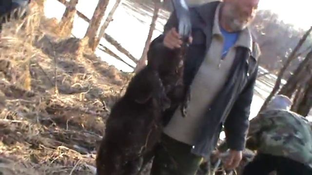 охота на бобра палкой)))).MPG