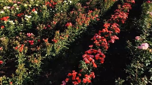 Каталог роз "Осень 2019" открыт! Роза Почтой! смотреть онлайн