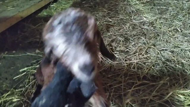 Родила на улице!! Новорожденные козлята ищут маму. Мешок орехов.