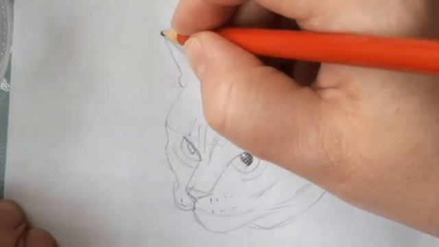 Как нарисовать мордочку кошки, кота, легко и просто смотреть онлайн