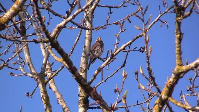 Поющий дрозд-рябинник смотреть онлайн