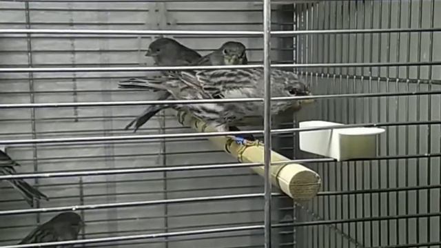 Канарейки едят мёд смотреть онлайн