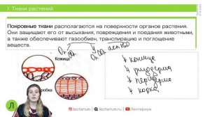 Биология ЕГЭ - Ткани растений