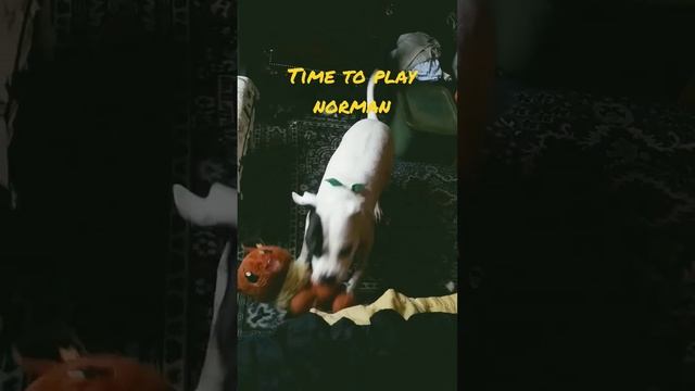 just a normal rainy day for Norman смотреть онлайн