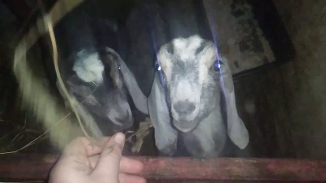 Ставлю эксперимент мясо и племя разное кормление.