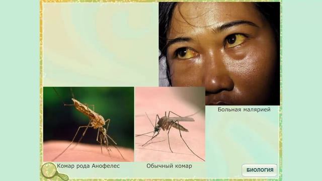 Простейшие - возбудители болезней человека смотреть онлайн