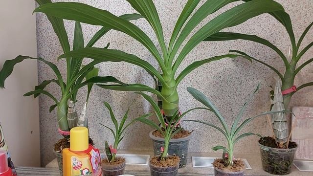 Правильные подкормки - залог хорошего роста и цветения! Катасетум или орхидея морковка. смотреть онлайн