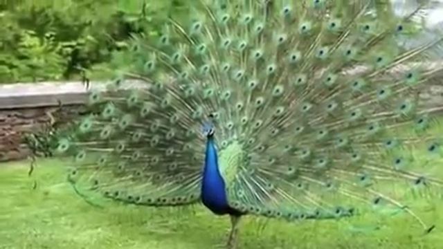 Beautiful Peacock Dance with natural sound - Pets Planet смотреть онлайн