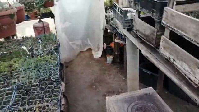 Калибрахоа в декабре. Пробуем сохранить! смотреть онлайн