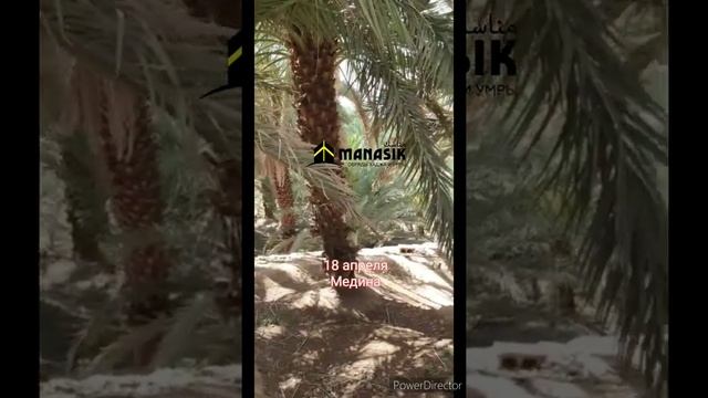 Медина свежие молодые финики в финиковой роще 18 апреля 2020 смотреть онлайн